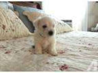 West Highland White Terrier Puppy for sale in PAINTED POST, NY, USA