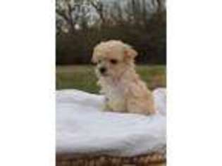 Poovanese Puppy for sale in Westminster, SC, USA