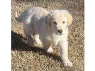 Golden Retriever Puppy for sale in Burleson, TX, USA