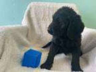 Labradoodle Puppy for sale in Johnson, KS, USA