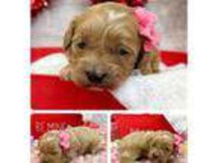 Cavapoo Puppy for sale in Rosemount, MN, USA