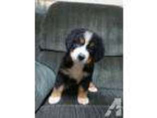 Bernese Mountain Dog Puppy for sale in HARRISVILLE, PA, USA