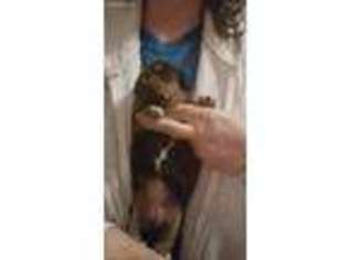 Australian Terrier Puppy for sale in Cave Junction, OR, USA