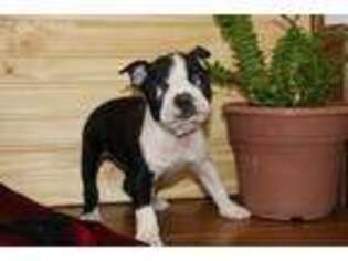 Boston Terrier Puppy for sale in Malone, NY, USA