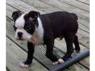 Boston Terrier Puppy for sale in Columbus, OH, USA