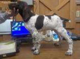 German Shorthaired Pointer Puppy for sale in Mc Kean, PA, USA