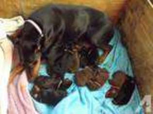 Doberman Pinscher Puppy for sale in PITTSFIELD, NH, USA