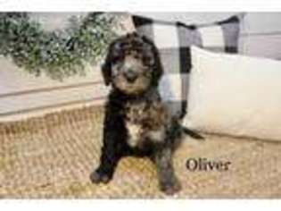Labradoodle Puppy for sale in Westerville, OH, USA