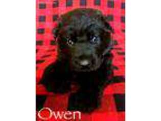 German Shepherd Dog Puppy for sale in Oak Grove, KY, USA