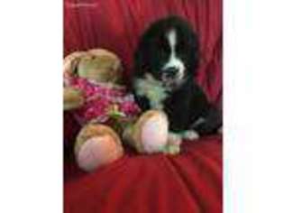 Newfoundland Puppy for sale in Saint Paris, OH, USA