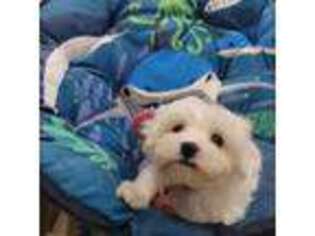 Maltese Puppy for sale in Bensalem, PA, USA