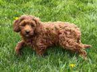 Cavapoo Puppy for sale in Nappanee, IN, USA