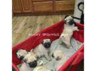 Pug Puppy for sale in Mchenry, IL, USA