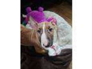 Bull Terrier Puppy for sale in Keene, NH, USA