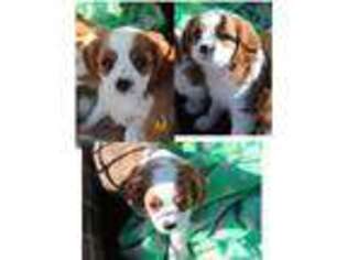 Cavalier King Charles Spaniel Puppy for sale in Reno, NV, USA