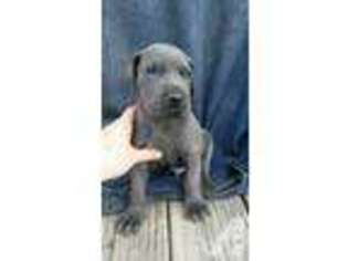 Great Dane Puppy for sale in PLEASANTVILLE, OH, USA
