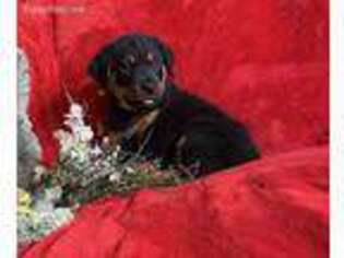 Rottweiler Puppy for sale in Commodore, PA, USA