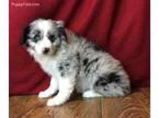 Australian Shepherd Puppy for sale in East Sparta, OH, USA