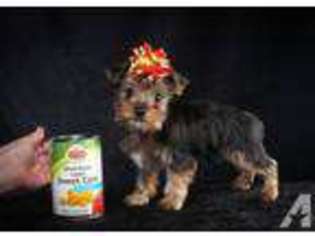 Yorkshire Terrier Puppy for sale in PORTER, TX, USA