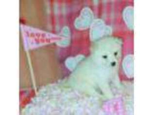 Mutt Puppy for sale in Kennewick, WA, USA