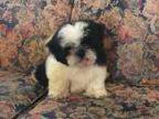Mutt Puppy for sale in Johnston City, IL, USA