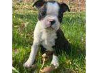 Boston Terrier Puppy for sale in Battle Creek, MI, USA