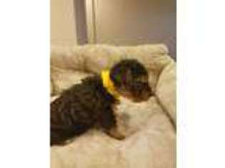 Yorkshire Terrier Puppy for sale in GLEN BURNIE, MD, USA