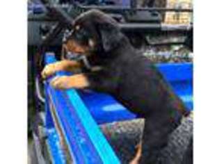 Rottweiler Puppy for sale in Ashland City, TN, USA