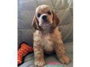 Cocker Spaniel Puppy for sale in Minot, ND, USA