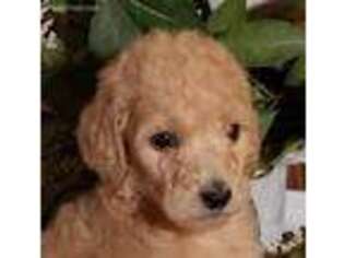 Goldendoodle Puppy for sale in Kirksville, MO, USA