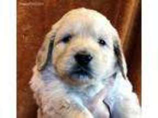 Goldendoodle Puppy for sale in Palmyra, IN, USA
