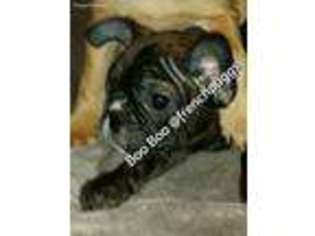French Bulldog Puppy for sale in Clayton, WA, USA