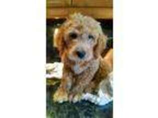 Goldendoodle Puppy for sale in North Brunswick, NJ, USA