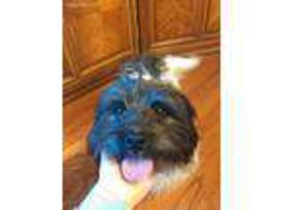 Havanese Puppy for sale in Melbourne, AR, USA