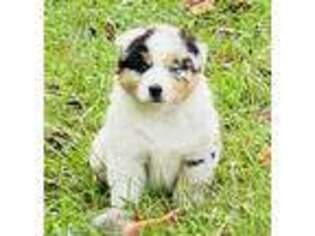 Australian Shepherd Puppy for sale in Jonesville, VA, USA