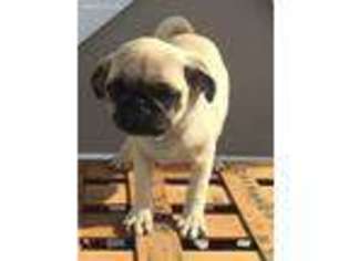 Pug Puppy for sale in Seneca Falls, NY, USA