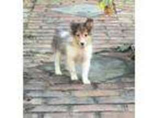 Shetland Sheepdog Puppy for sale in Baltimore, MD, USA