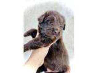 Newfoundland Puppy for sale in Lake Ozark, MO, USA