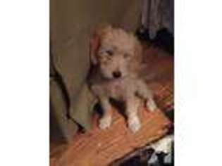 Goldendoodle Puppy for sale in PANAMA CITY, FL, USA