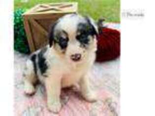 Miniature Australian Shepherd Puppy for sale in Fort Smith, AR, USA
