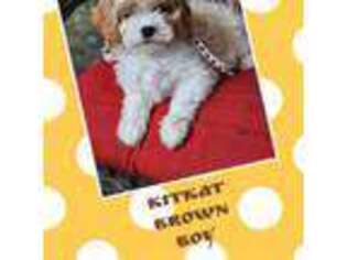 Cavapoo Puppy for sale in Evansville, IN, USA