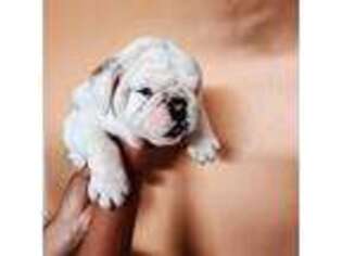 Bulldog Puppy for sale in Boca Raton, FL, USA