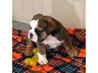 Bulldog Puppy for sale in Gadsden, AL, USA
