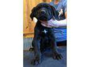 Cane Corso Puppy for sale in Maysville, KY, USA