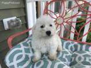 Bichon Frise Puppy for sale in Ruther Glen, VA, USA