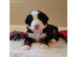 Mutt Puppy for sale in Mc Veytown, PA, USA
