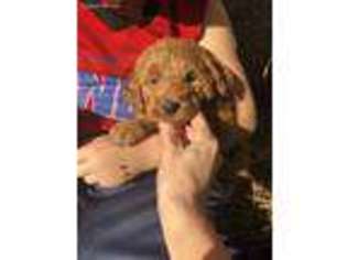 Goldendoodle Puppy for sale in Deerfield Beach, FL, USA