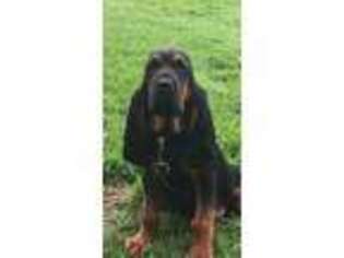 Bloodhound Puppy for sale in Pleasant City, OH, USA