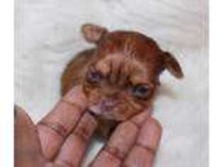 Yorkshire Terrier Puppy for sale in Pflugerville, TX, USA