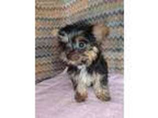 Yorkshire Terrier Puppy for sale in Caddo, OK, USA